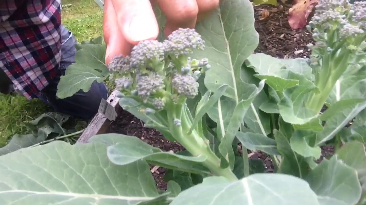 2nd generation broccoli