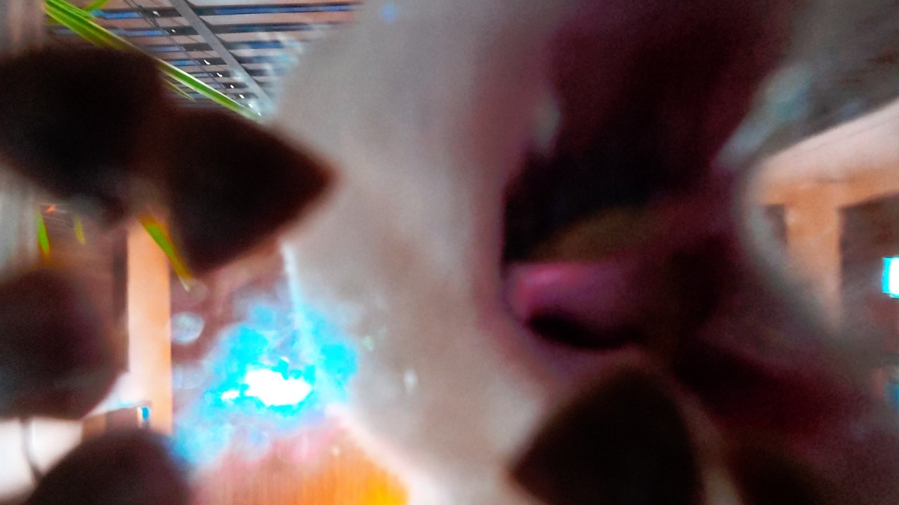 White Cat Eating Dry Food l 6 Minutes of Natural Cat ASMR