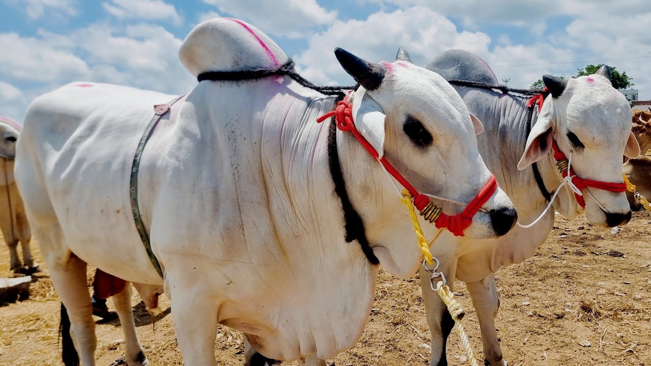 Ongole bulls Market In india-Cattle Market videos-Pebbair bull Market-Pebbair Santha Today-pebbair🐂🐂