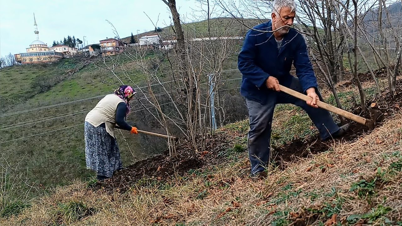 💪 Çapa İle Fındık Dibi Düzenleme | Karadeniz Bahçe Vlogu
