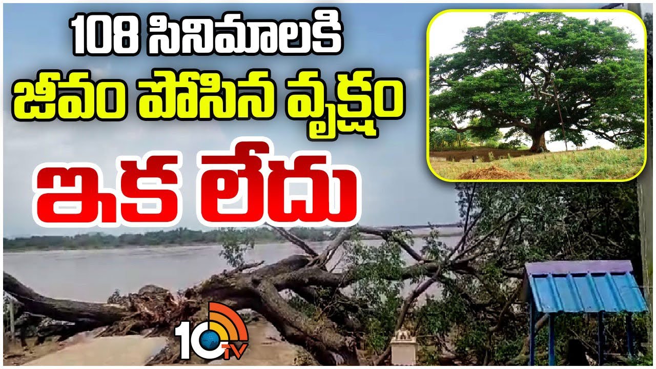 170 ఏళ్ల నాటి చరిత్రగల సినిమా చెట్టు ఇక లేదు | Cinema Chettu | Kumaradevam Movies Tree | 10TV