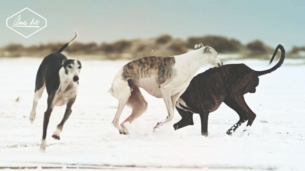 Turbostaat - Tut es doch weh (Official Video)