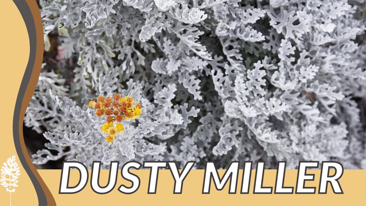 The Quick Guide to Growing DUSTY MILLER! (Jacobaea maritima) 🌿 🌱  🪴 🏡