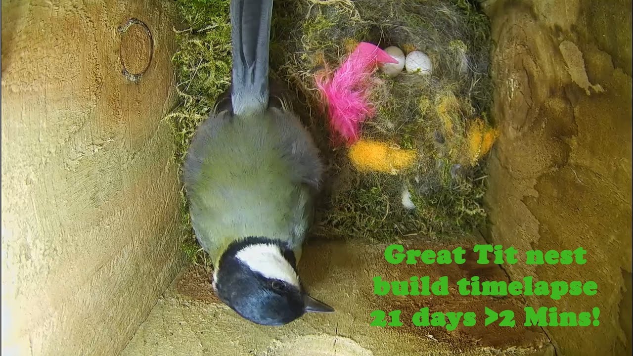 Great Tit nest build time-lapse 2022
