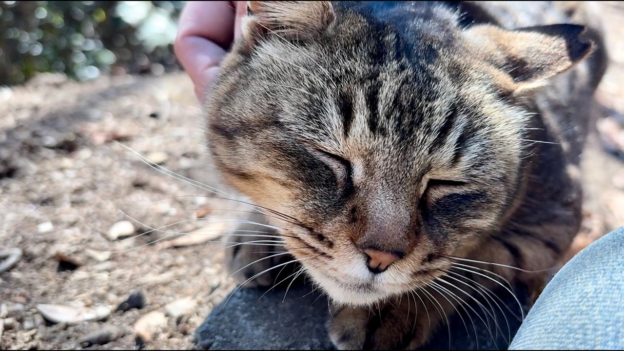 キジ白猫姫と挨拶してほのぼの笑顔のかわいい女子キジ猫ちゃん
