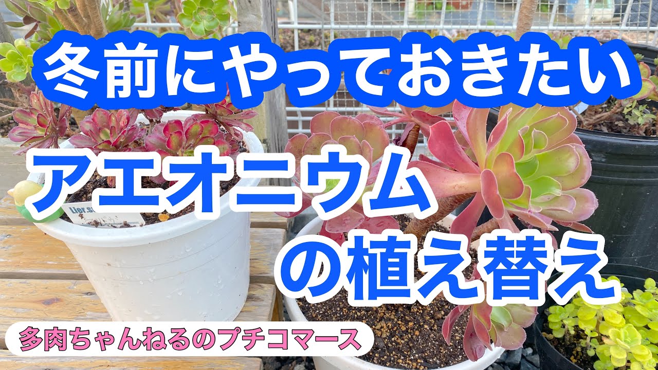 【多肉植物】冬前にやっておきたかった！アエオニウム の植え替え！