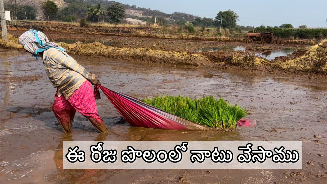 ఈ రోజు పొలంలో నాటు వేసాము #farming