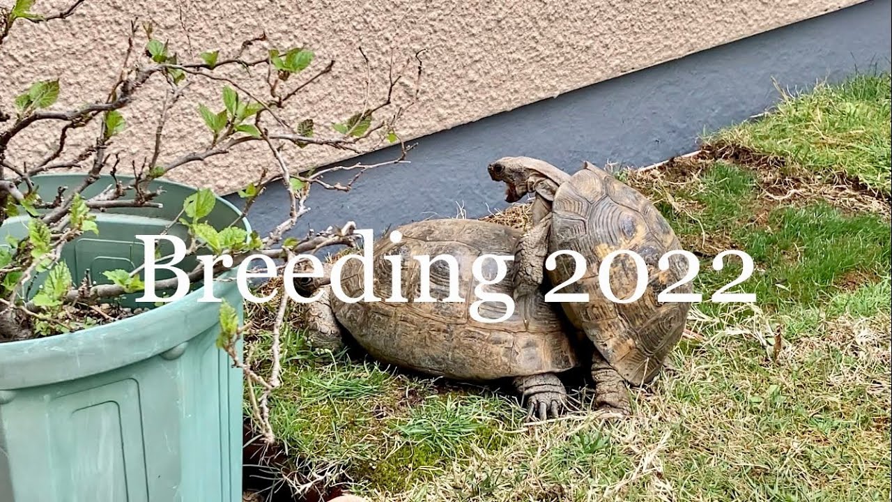 2022年 ギリシャリクガメ繁殖　Greek tortoise breeding 2022