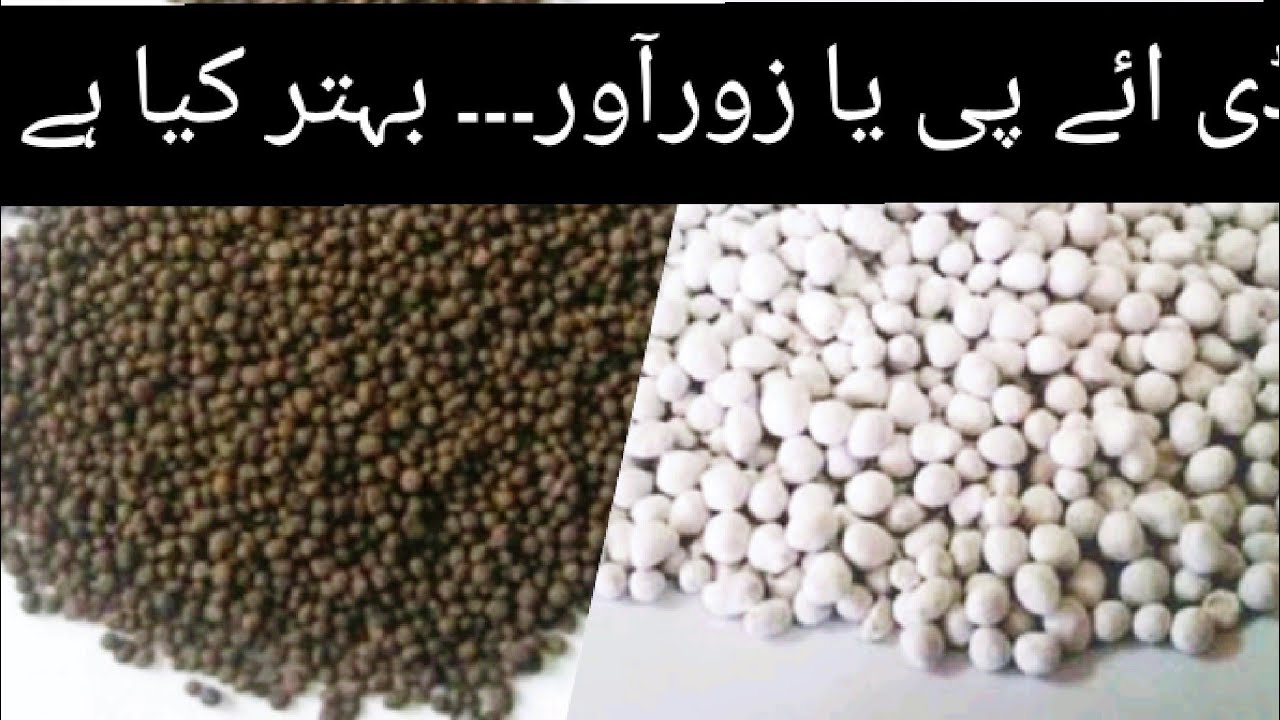 What is the better source of phasphorous۔۔۔DAP or MAP