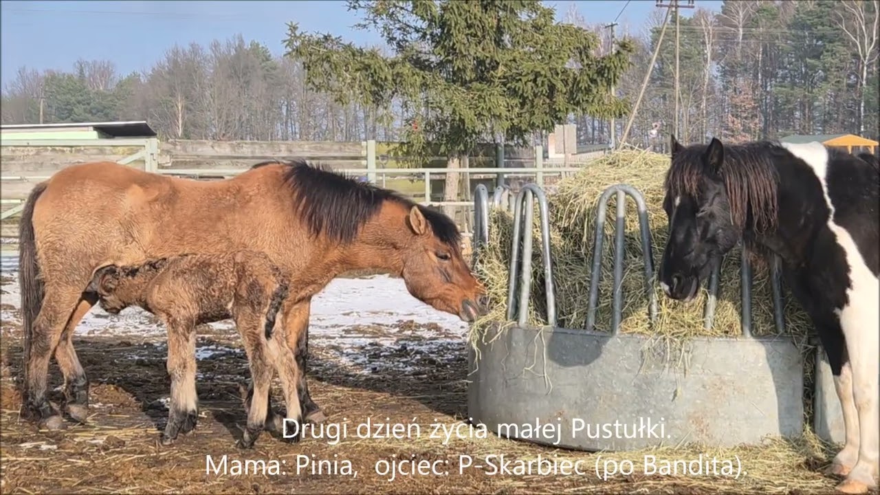 Klaczka Pustułka pierwszy dzień życia#hodowla bezstajenna#pierwszy galop 28 01 2026