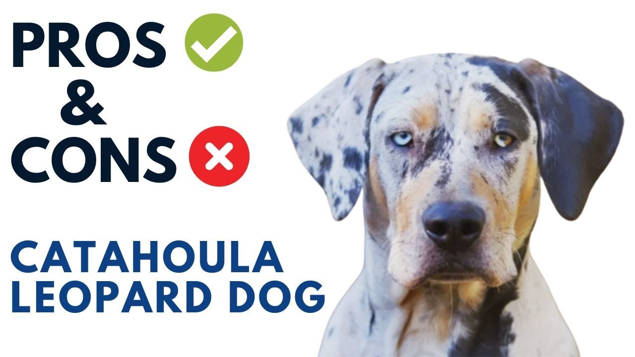 Catahoula Leopard Dog Pros and Cons | Catahoula cur Advantages and Disadvantages