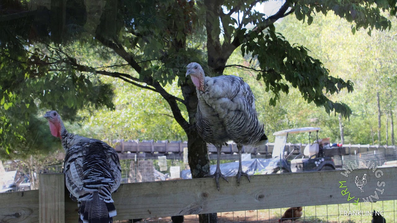 Winding Stair Farm on Locally Grown with ASAP on WNCW Radio