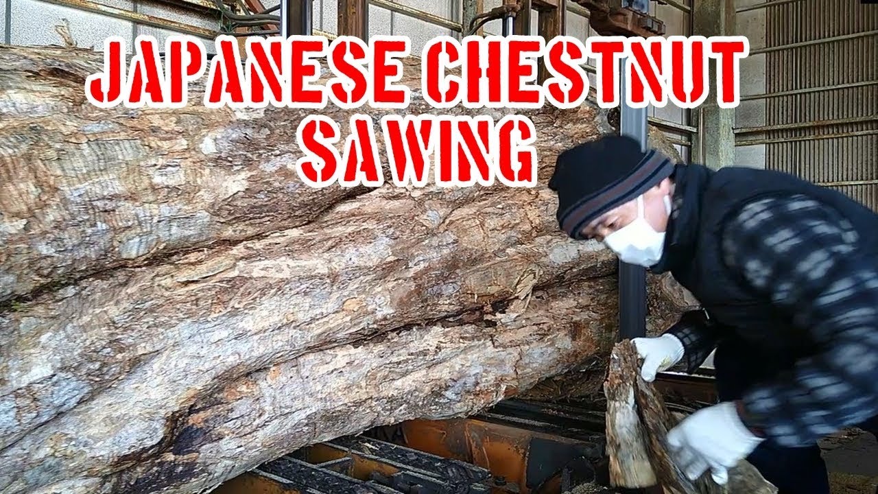 栗・Japan's Chestnut Tree!!