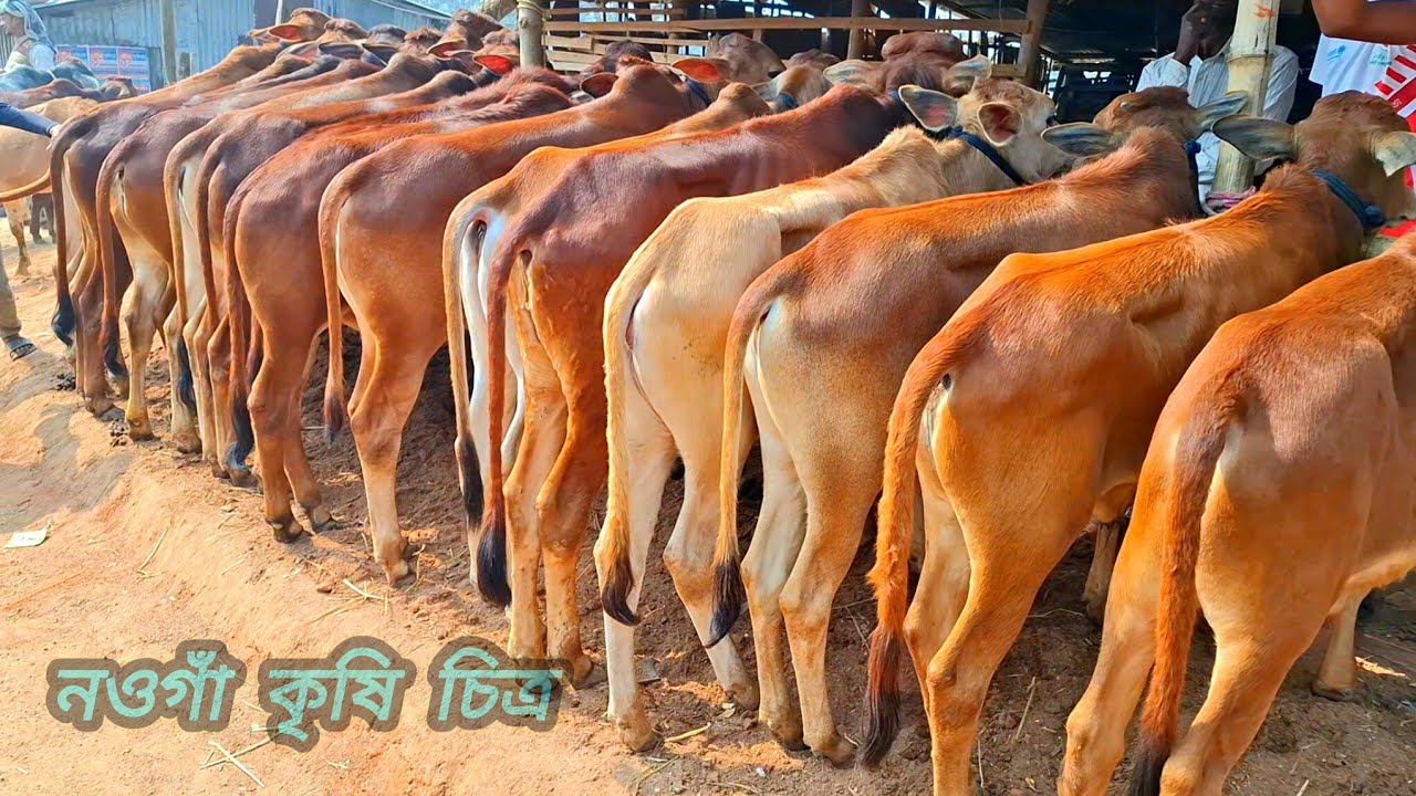 ২৯/০১/২৬/ 🇮🇳  বর্ডার এলাকার গরুর হাট থেকে ইন্ডিয়ান বর্ডার ক্রস ষাঁড় বাছুর গরু দাম দর জানুন #cow 