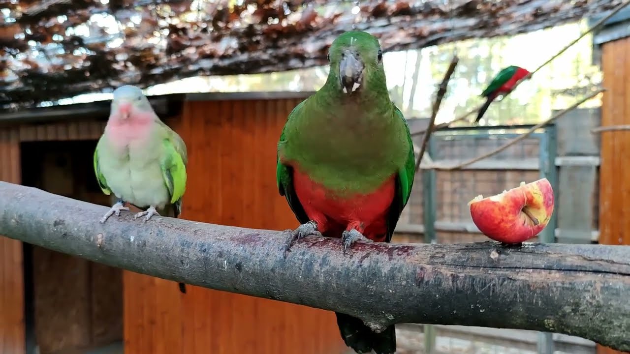 Australische Sittiche und einen Goldfasan
