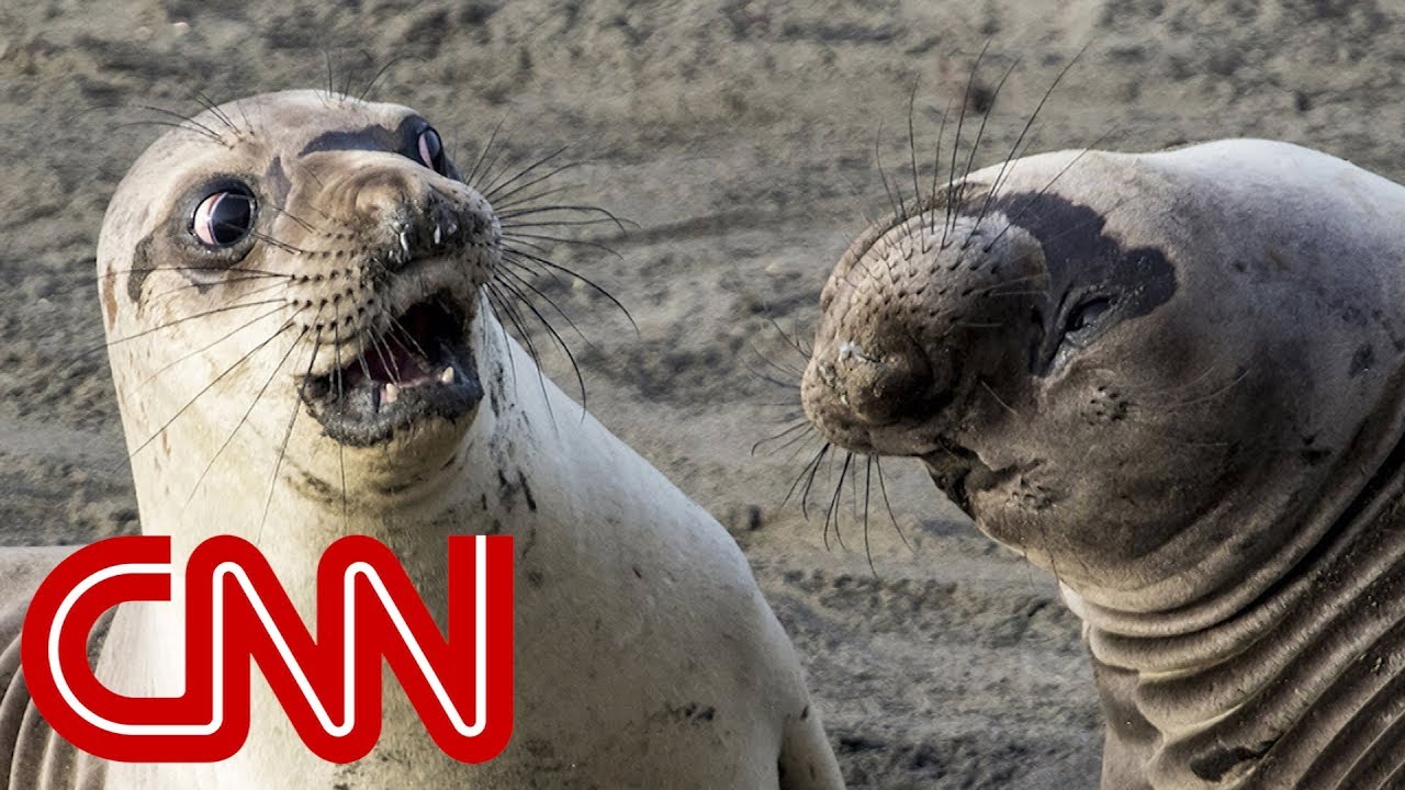Is shocked seal the funniest wildlife photo of 2017?