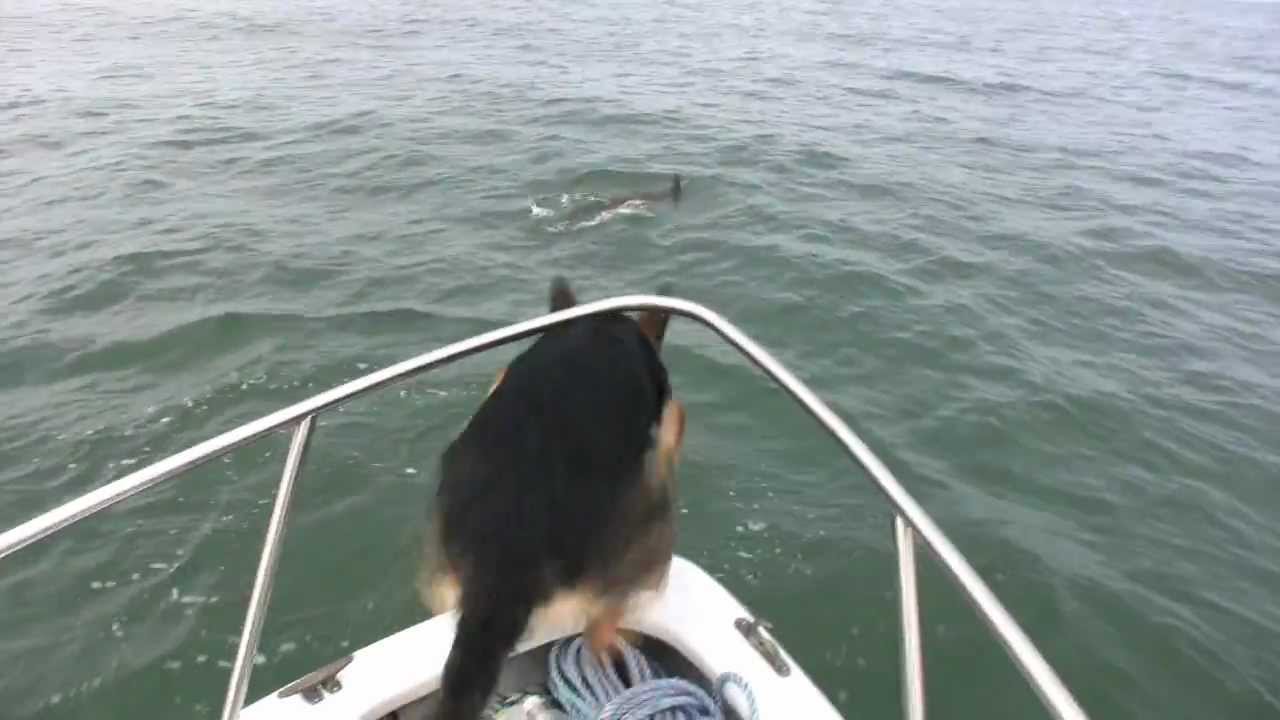 Overboard Maverick- Dog jumps on Dolphins (Really Funny-Must See)