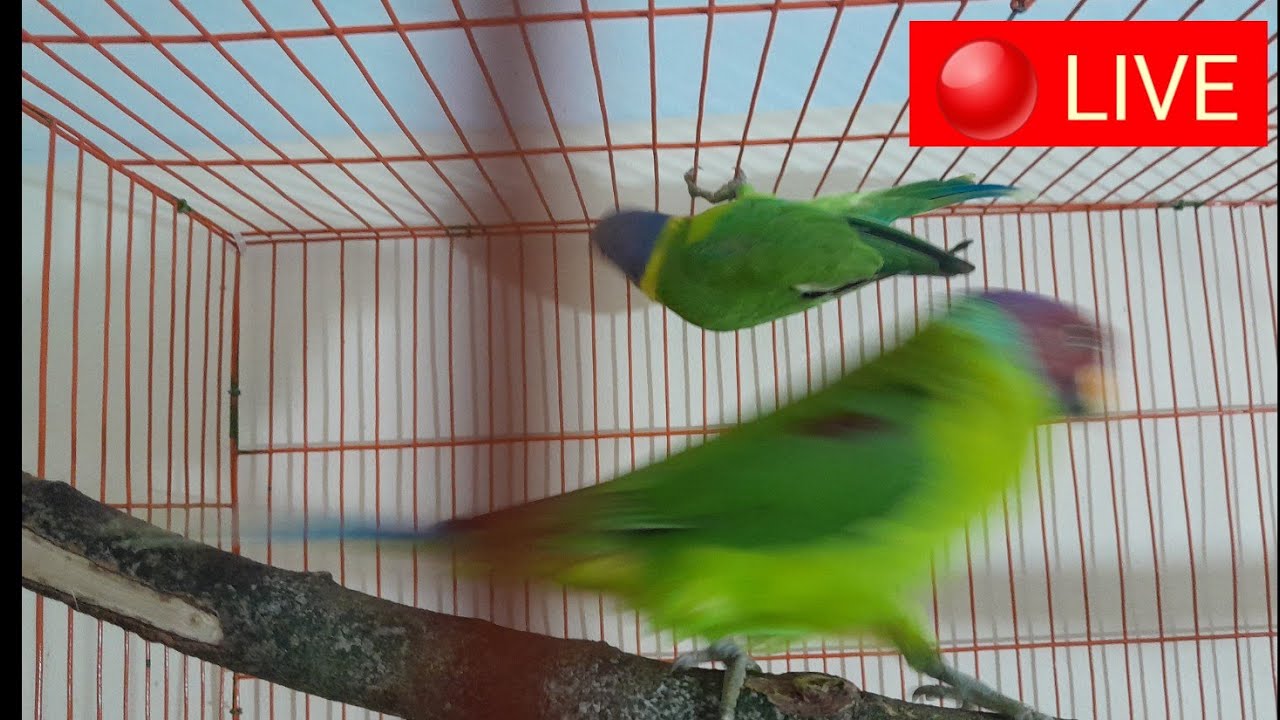Plum Headed Parrots 🦜 Live | Beautiful Talking Parrots Together | হিরামন  তোতা / টিয়া