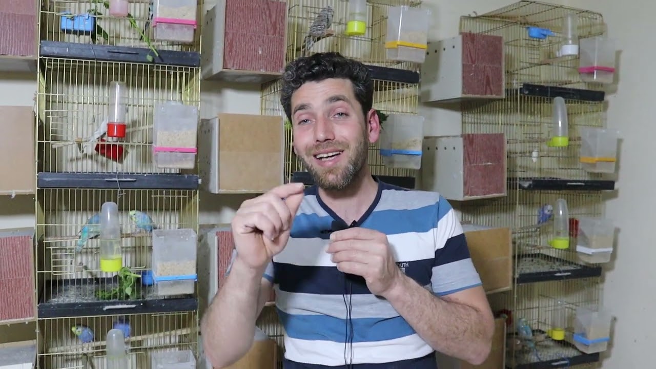 فطم فراخ طيورالحب بطريقة صحيحة + لماذ انثى البادجي تنتف فراخها