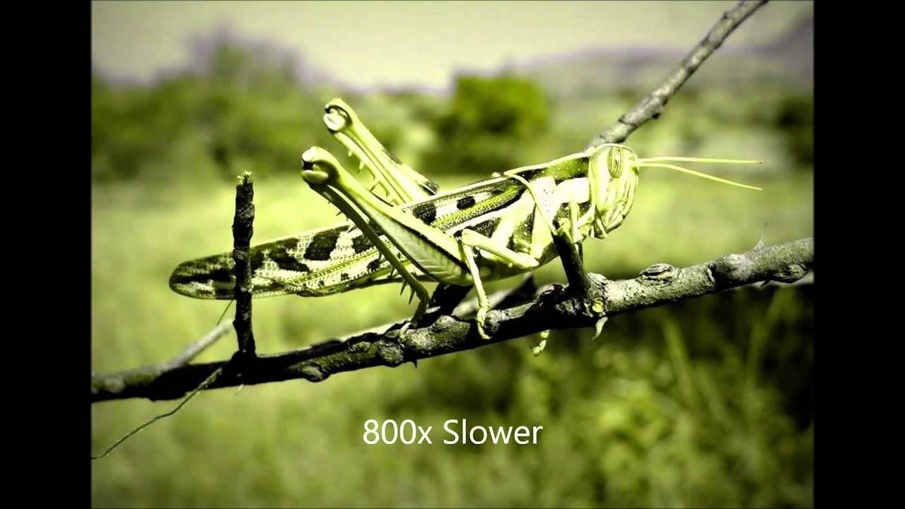 Crickets Chirping Slowed Down 800% (creepy)