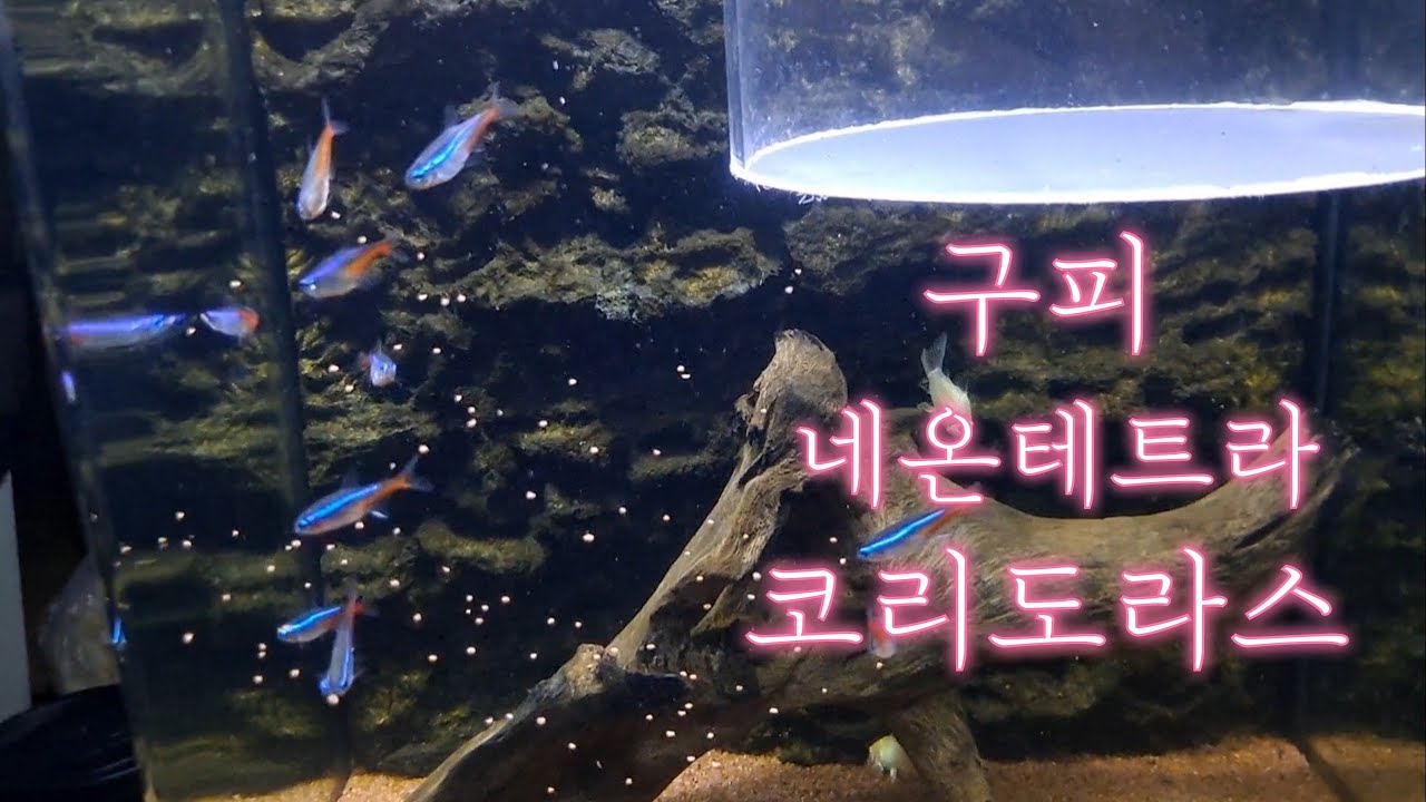 구피,네온테트라,코리도라스 소형어 어항 밥을 줘보자.