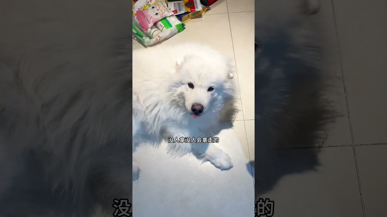 冬天最怕暖氣的狗子出現啦！