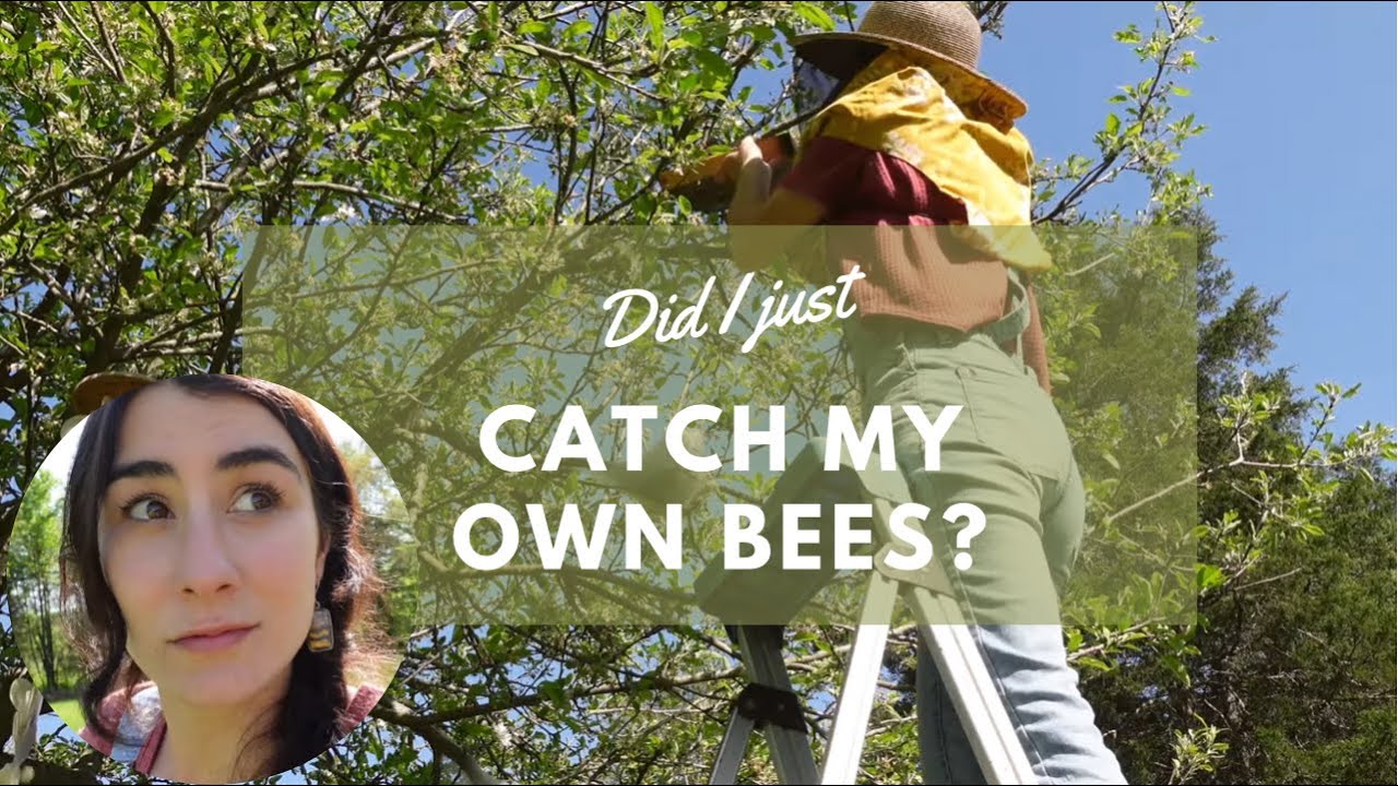 Did I Just Catch My Bees or someone else&rsquo;s Bees?? (Swarm Catching)