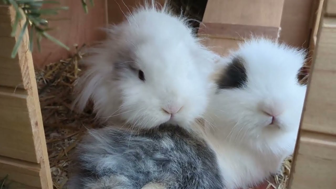 Toffi i Puszel w piaskownicy 🐇🐇 Hodowla króliczków z Miziulką #3