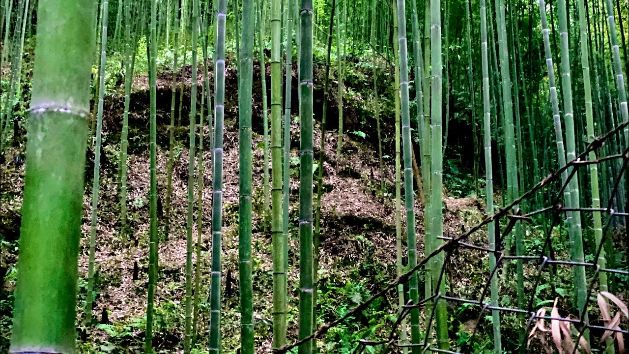 Moso bamboo in banepa kavre