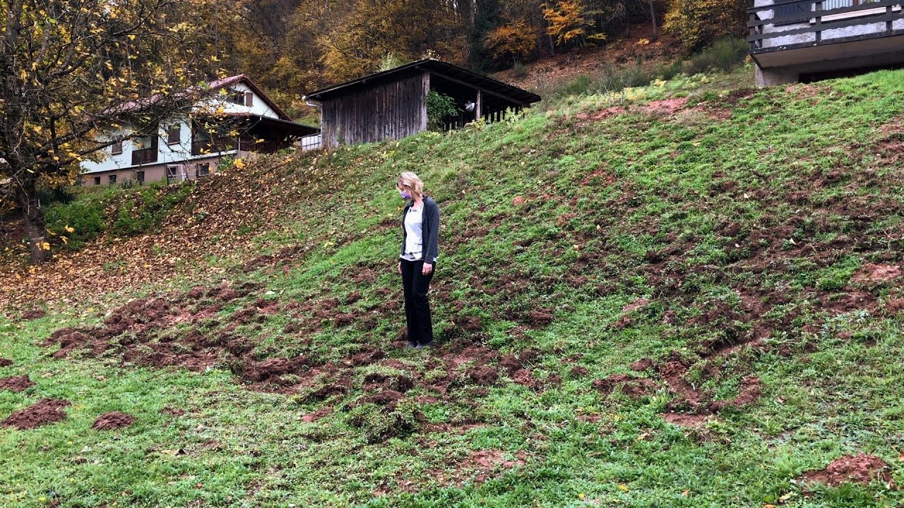 Dégâts de sangliers : le ras-le-bol des habitants de Goetzenbruck