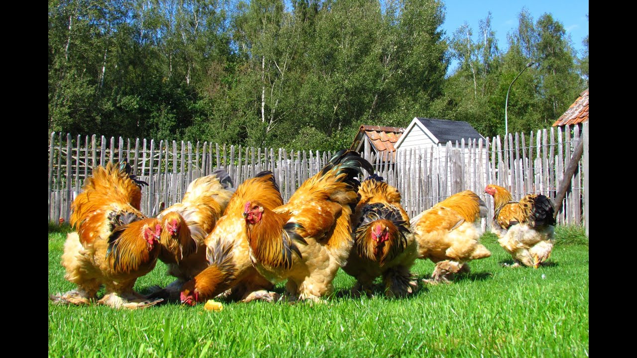 Bad Boys II ( Brahma Farm Belgium - Young buff columbian roosters )