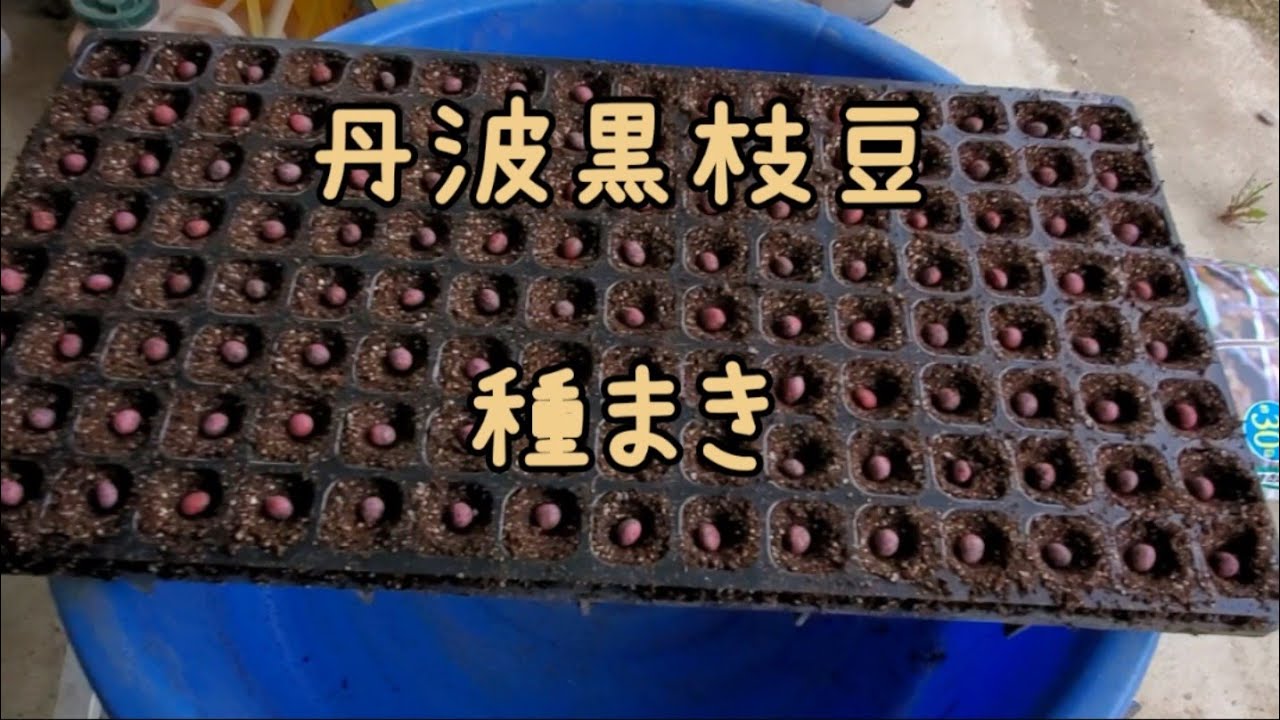丹波黒枝豆種まき 農log25