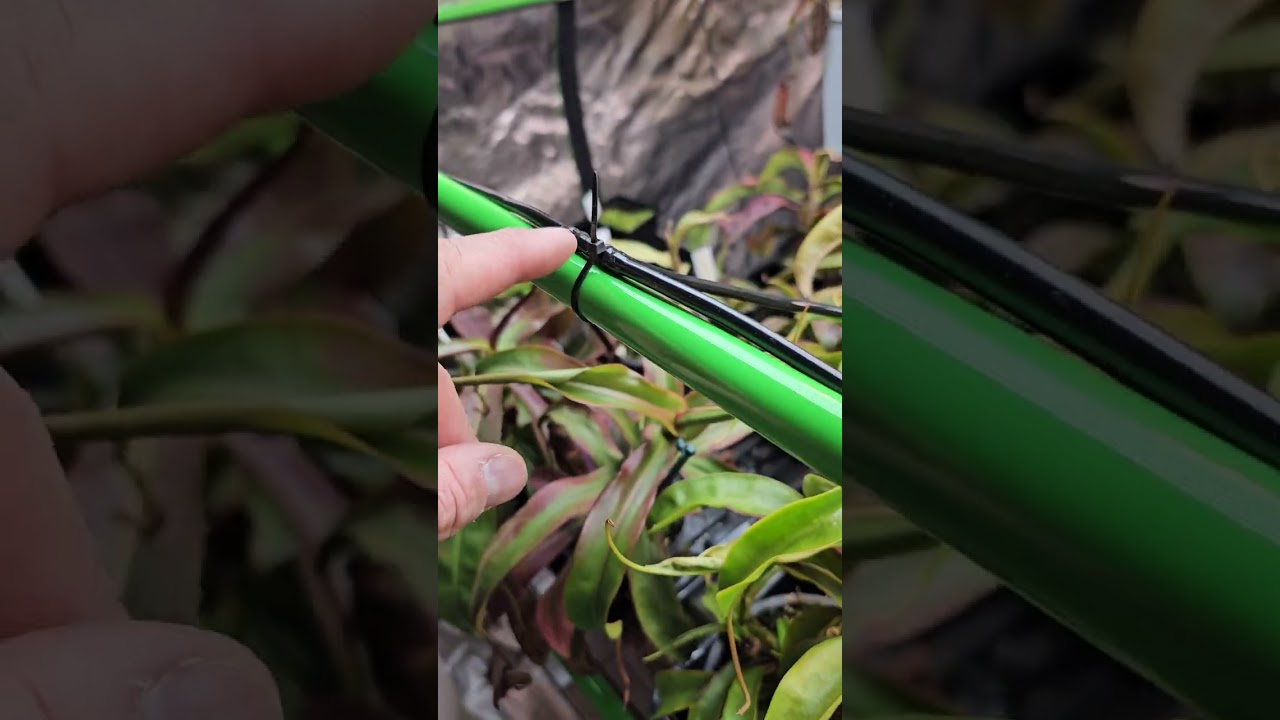@VIVOSUN flexfeed automatic drip irrigation system.