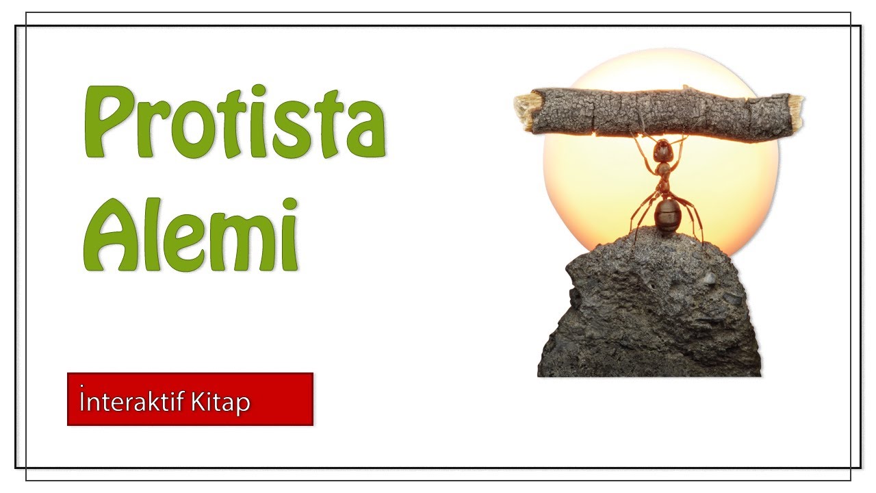 Protista Alemi #sayfa88