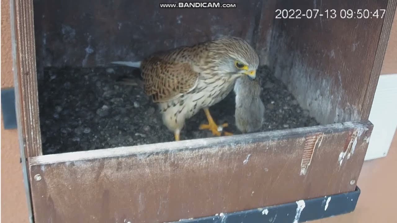 Młoda pustułka z impetem odbiera posiłek, Legionowo, 13.07.2022