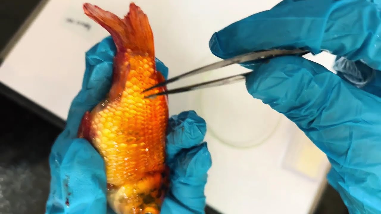 Basic Laboratory Techniques for Fish Pathogen Detection, College of Fisheries, Kishanganj