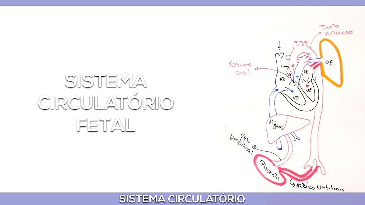Sistema circulatório fetal
