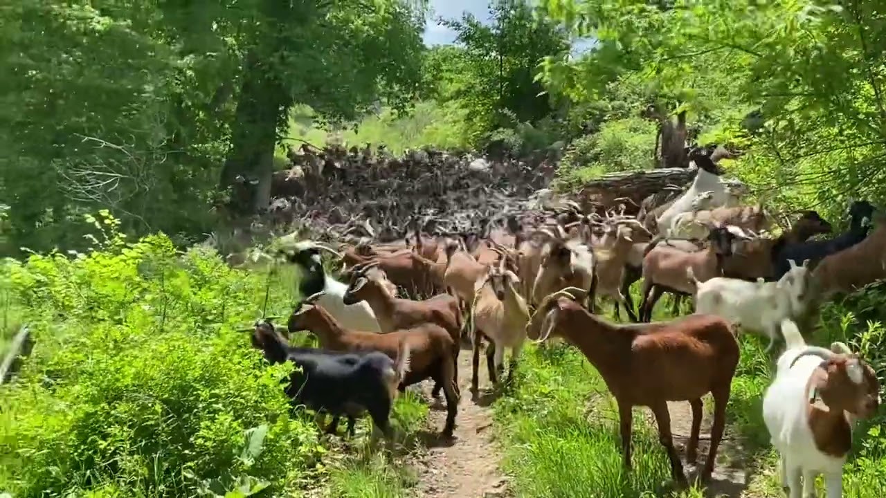 Даём новому стаду испанских коз 🐐 свежий кусок шерсти!! Они выглядят фантастически!!