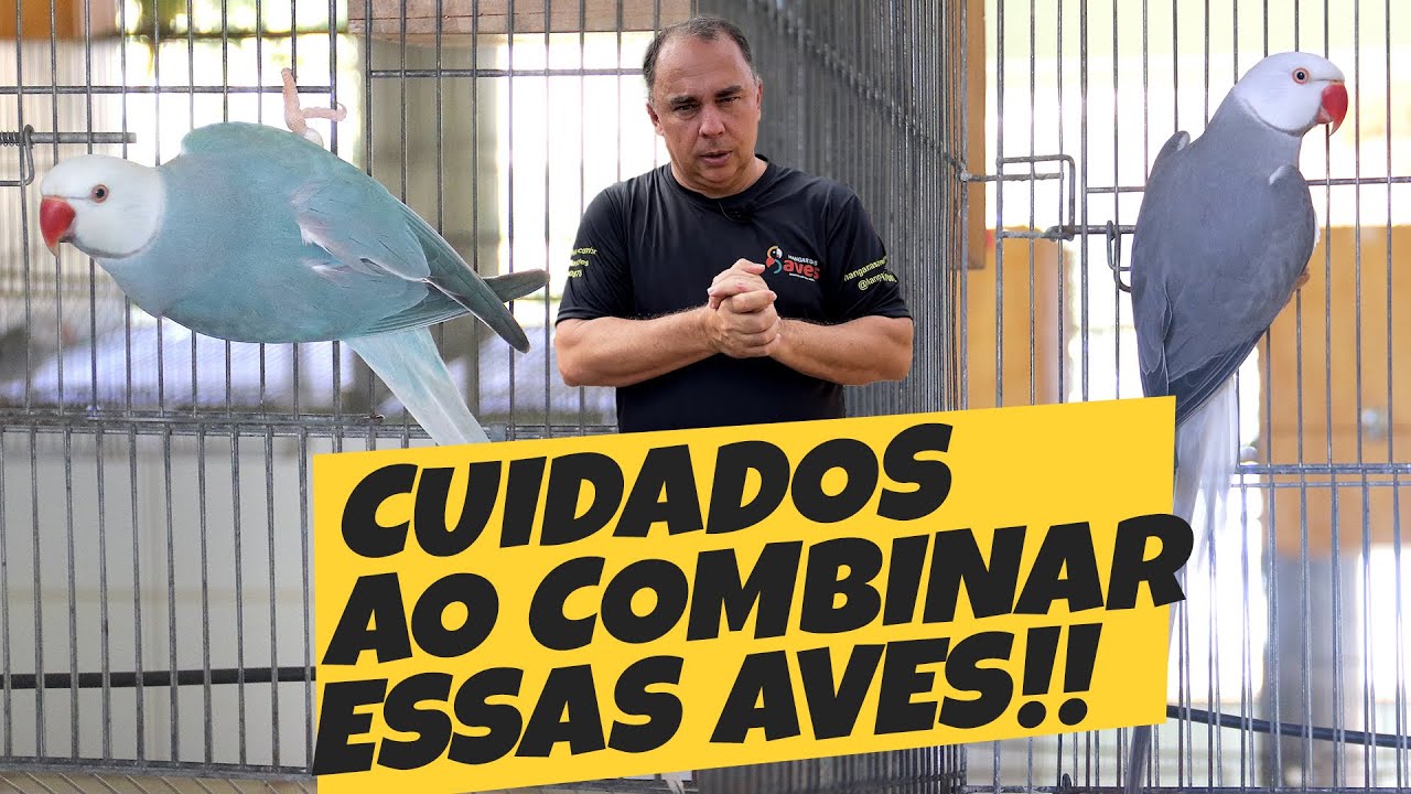 5 REGRAS PRA VOCÊ COMBINAR O RING NECK CLEARTAIL