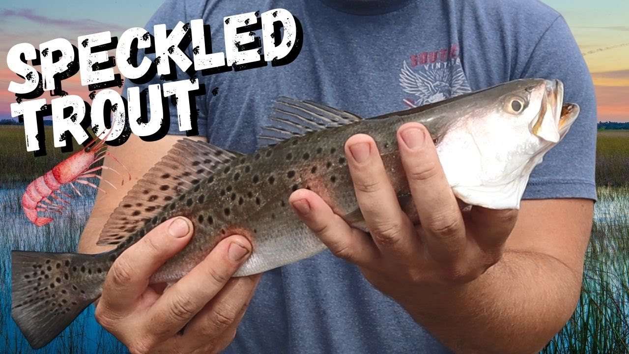 Speckled Trout on the Savannah Coast!