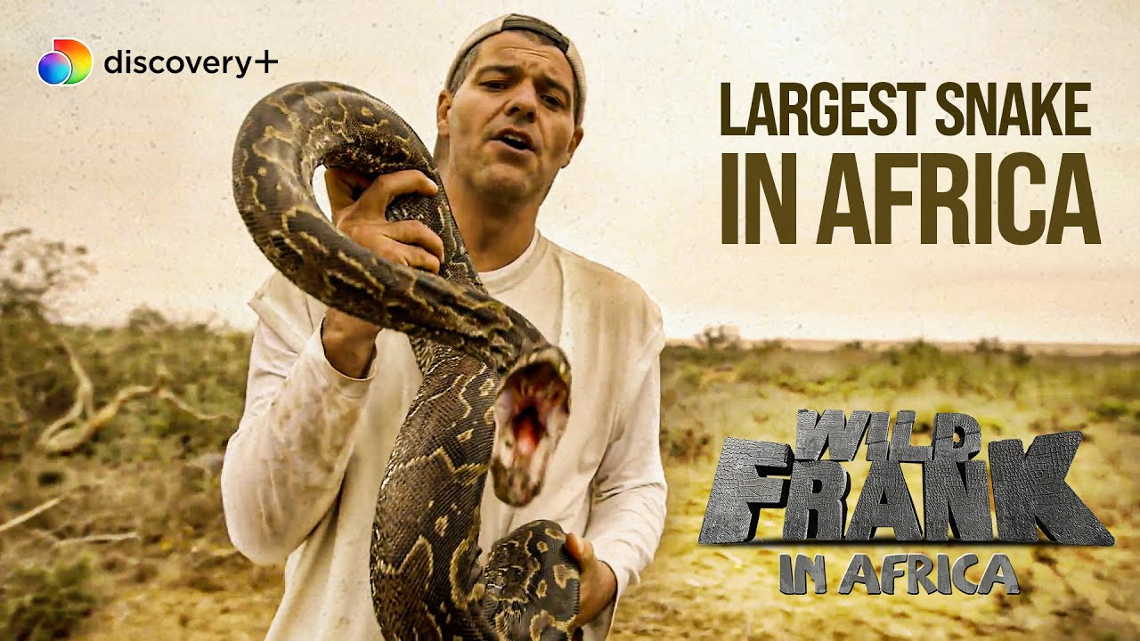 A snake that grows upto 20ft long! l Wild Frank In Africa l discovery+
