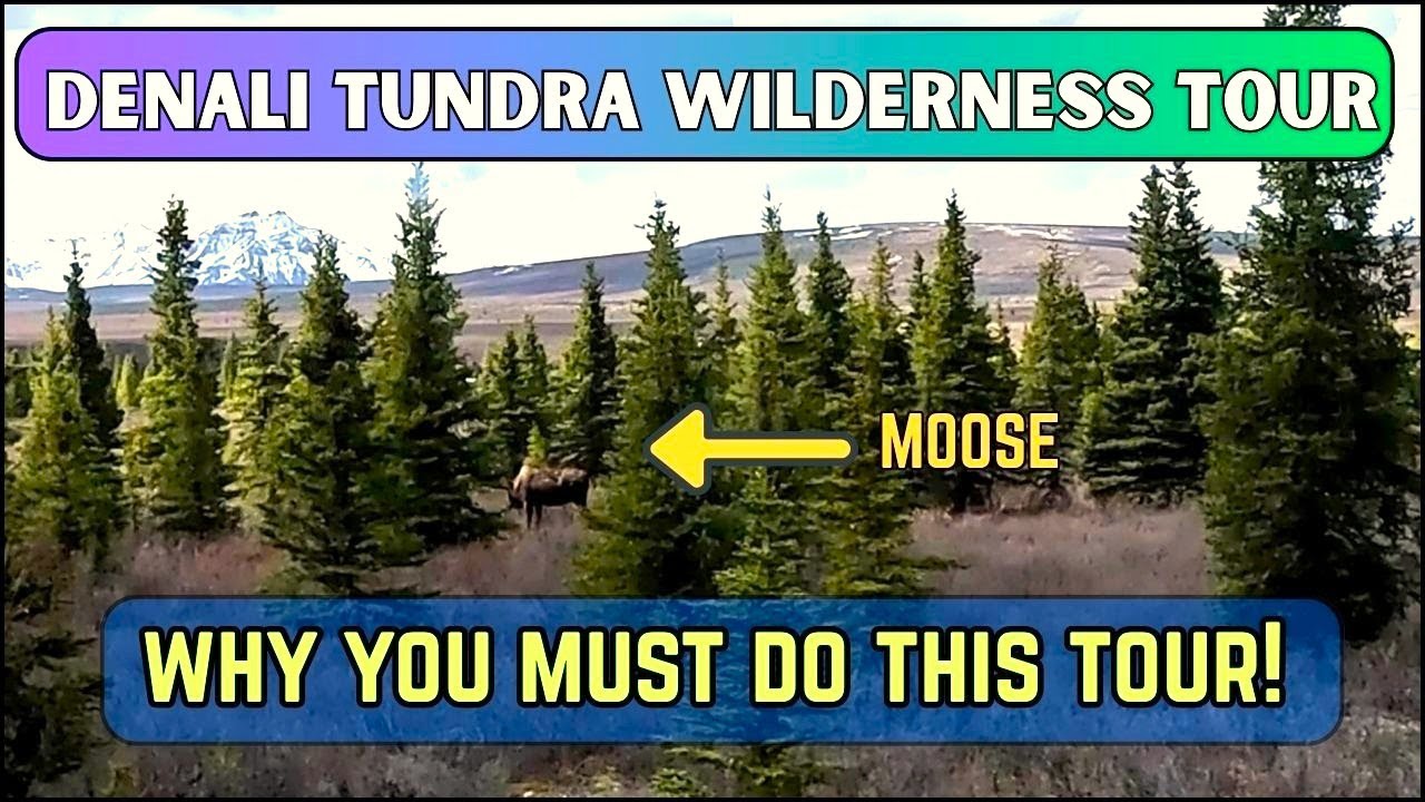 Alaska - Tundra Wilderness Tour |  Best Wildlife Tour you can do at Denali National Park, Part 2