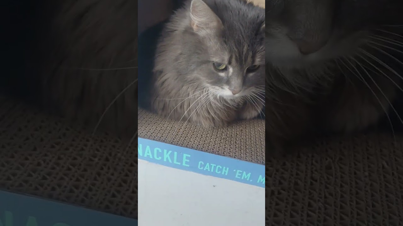 Fishing shack hideaway for my cats