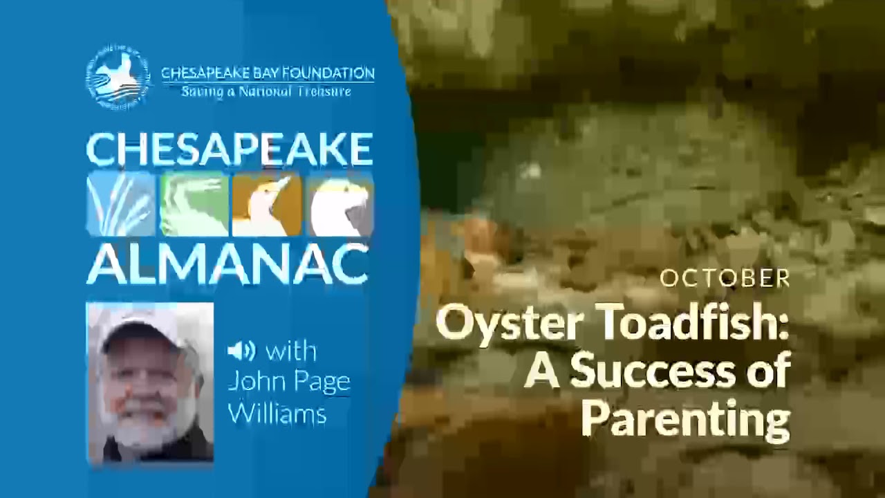 Oyster Toadfish: A Success at Parenting