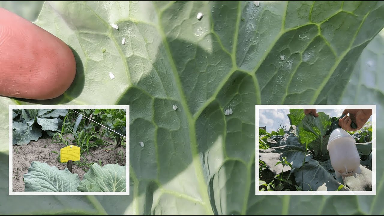 Dwa sposoby na mączlika. Tabliczki lepowe i oprysk mydłem.