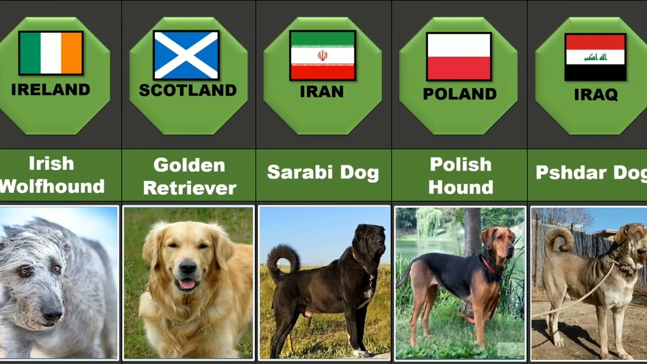 Dog Breeds from Different Countries..