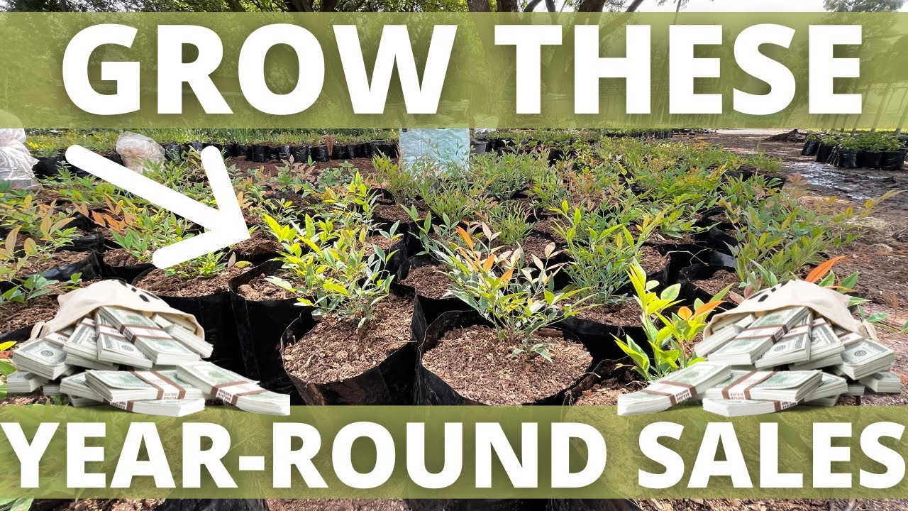 How to EASILY Grow Nandina domestica from SEED and make money. Heavenly Bamboo Propagation