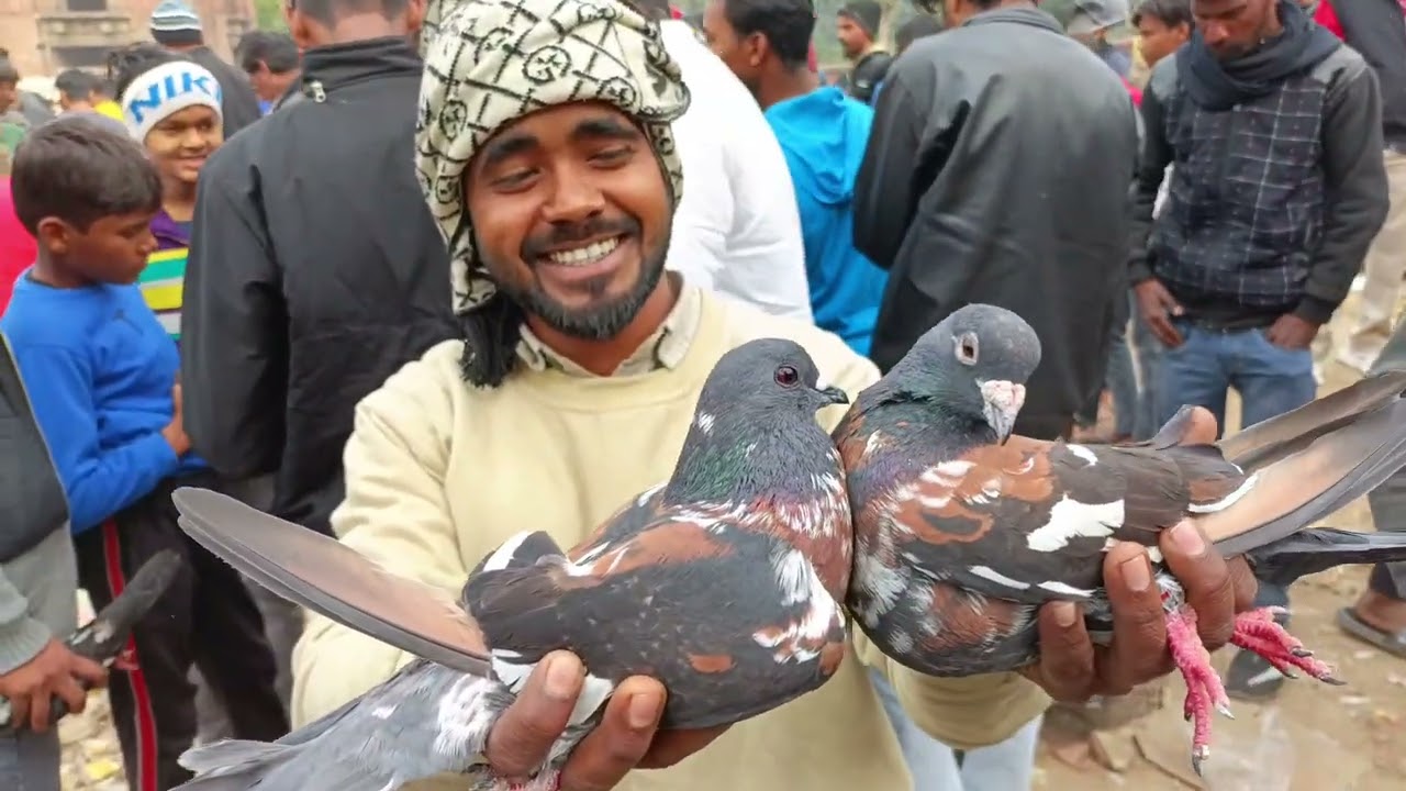 लखनऊ कबूतर बाजार 🫠 21_12_25 Nakkhas Kabutar Market Lucknow..pigeon Market Lucknow Imambada.. Chouk.✨