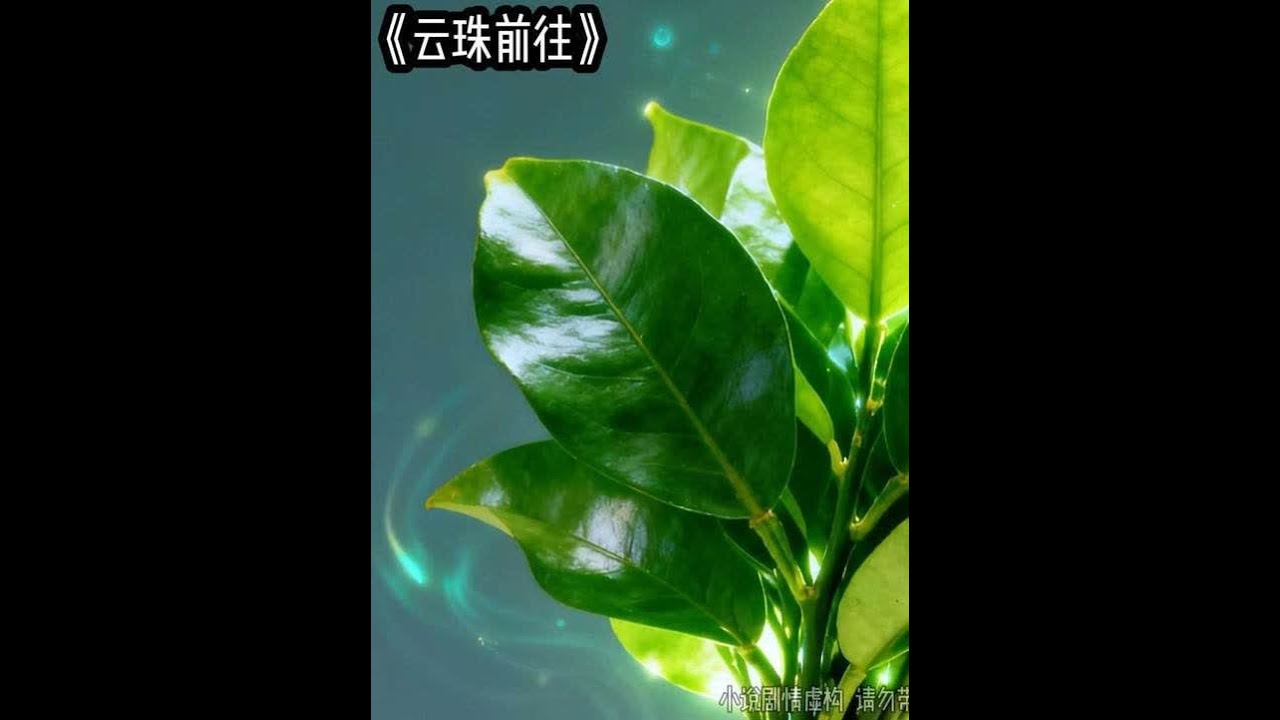云珠前往 #文荒推荐 #炒鸡好看小说 #适合女生看的小说推荐