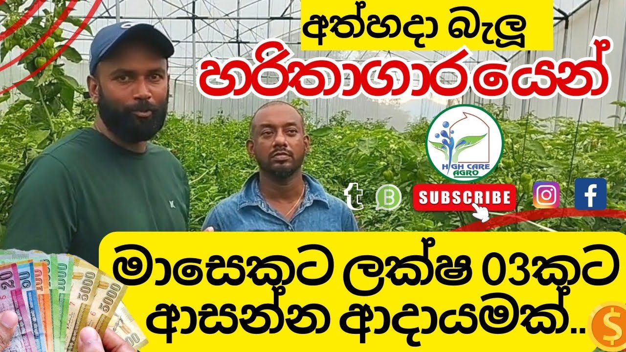 හරිතාගාර වගාව හරියට කලොත් වරදින්නේ නෑ! | Polytunnel Srilanka | Greenhouse Srilanka | Protected House